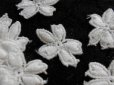 画像1: 人気のコットン・花柄のケミカルモチーフレース　30枚　 (1)